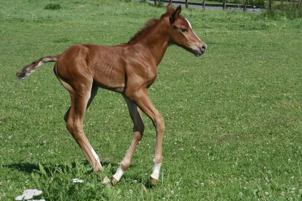 Bonito Cavalo Selvagem Natureza — Fotografia de Stock