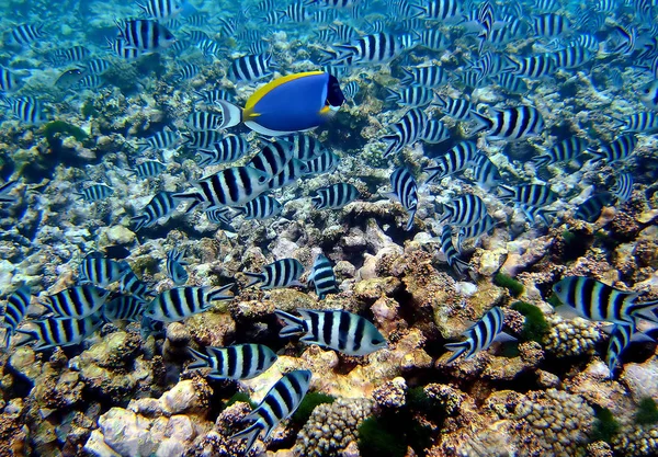一个最常见的珊瑚礁居民是高达15厘米宽的剪尾中士 我们可以在尾鳍的黑色条纹上清楚地看到 这个物种的基本颜色是银白色的 这些动物很好奇 — 图库照片