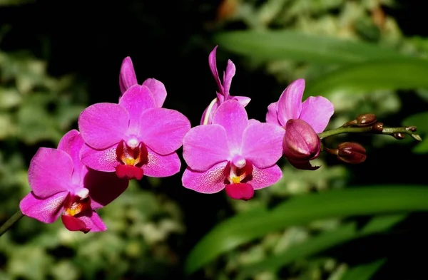 Okvětní Lístky Orchideje Flóra — Stock fotografie