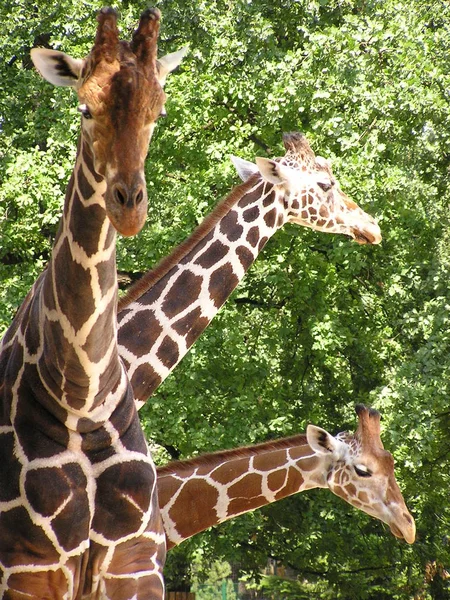 Girafe Animal Photo Dans Nature Faune Sauvage — Photo