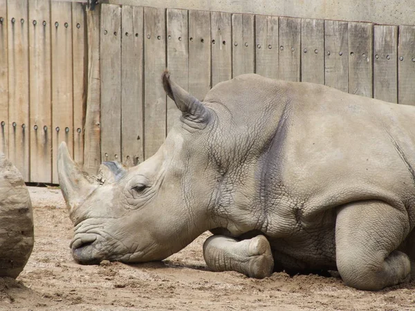 Rhino Zoo — Stock Photo, Image