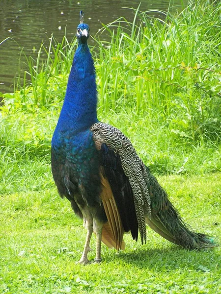 Schilderachtig Uitzicht Pauw Vogel Het Wild Leven — Stockfoto