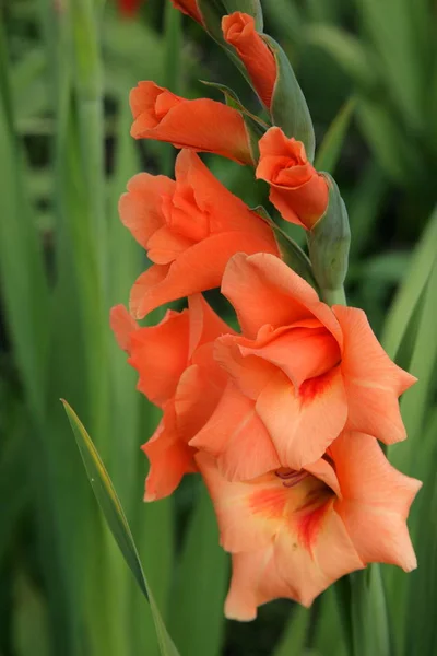 Botany Flora Gladiolus Flower Petals — Stock Photo, Image