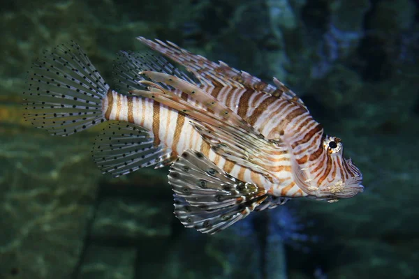 Meereslebewesen Seelöwenfische Wasser Wassertiere — Stockfoto