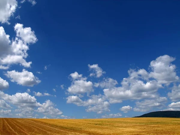 Höstskörd Selektivt Fokus — Stockfoto