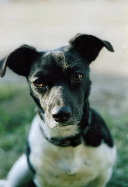 Porträt Eines Süßen Hundes — Stockfoto