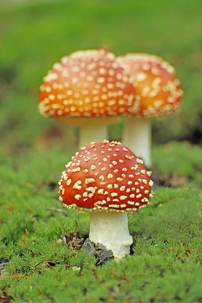 Der Rote Fliegenpilz Gehört Zur Gruppe Der Giftigen Pilze — Stockfoto