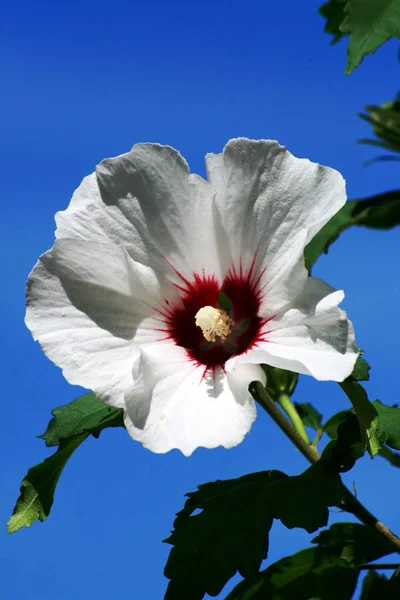 Mooi Botanisch Schot Natuurlijk Behang — Stockfoto