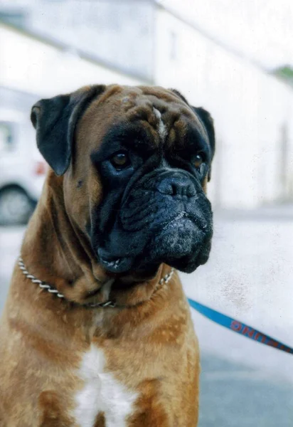 Retrato Lindo Perro —  Fotos de Stock