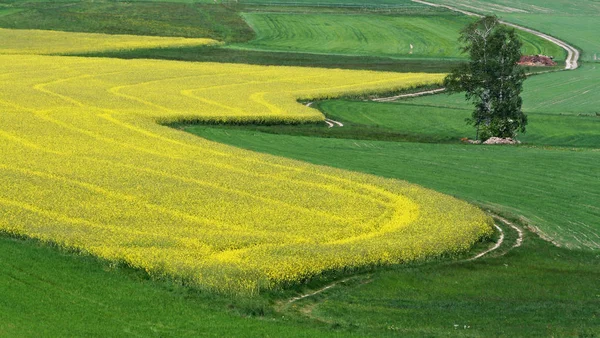 Caminho Através Campos Primavera — Fotografia de Stock