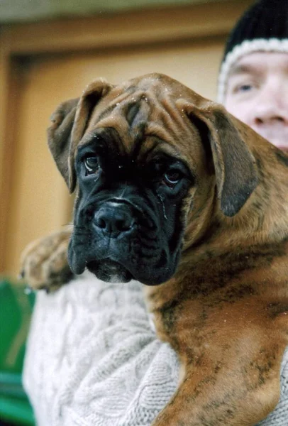 Porträt Eines Süßen Hundes — Stockfoto