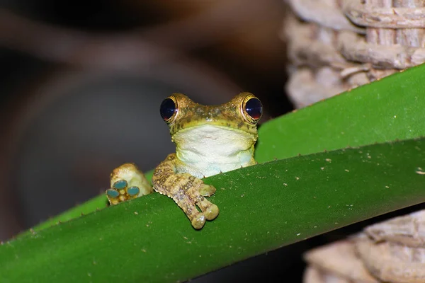 カエル両生類池動物 — ストック写真