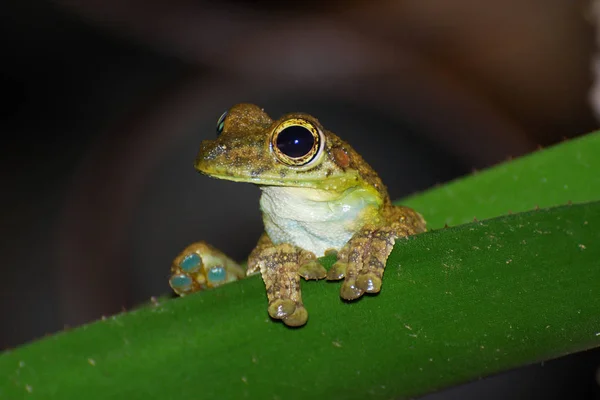 Sapo Anfíbio Lagoa Animal — Fotografia de Stock