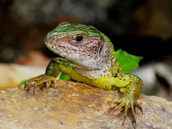 Animal Lagarto Exótico Reptil Iguana —  Fotos de Stock