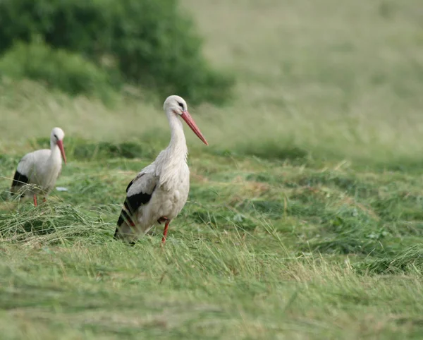 Poland Considered Land Storks — Stock Photo, Image