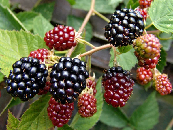 Berries Close Shot Conceito Alimentar Saudável — Fotografia de Stock