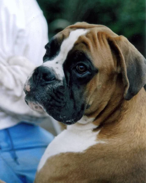 Portret Van Een Schattige Hond — Stockfoto