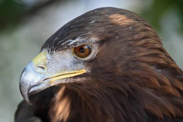 Malerischer Blick Auf Den Majestätischen Steinadler Wilder Natur — Stockfoto