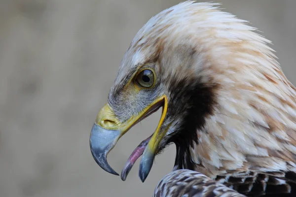 scenic view of majestic golden eagle at wild nature