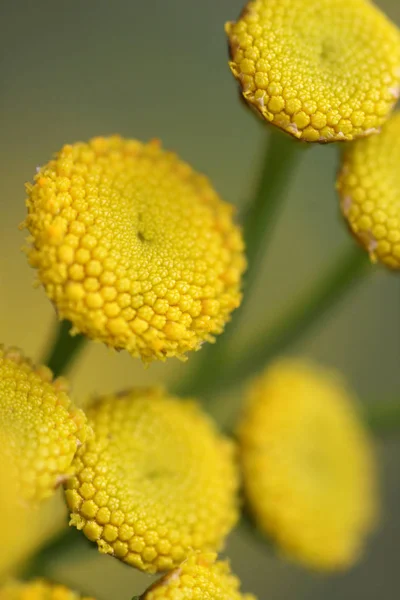 Hermoso Plano Botánico Fondo Pantalla Natural — Foto de Stock