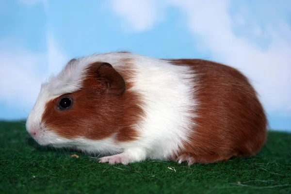 Pucky Krooncavia — Stockfoto