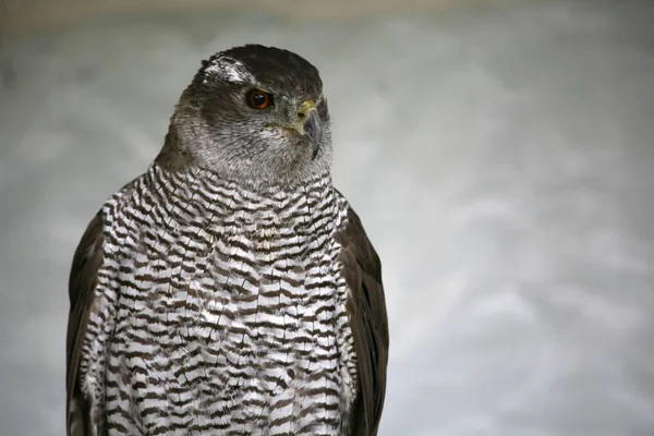 Vacker Utsikt Över Vacker Fågel Naturen — Stockfoto