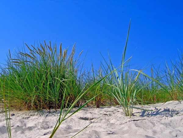 Ornamental Grass Nature Flora Plants — Stock Photo, Image