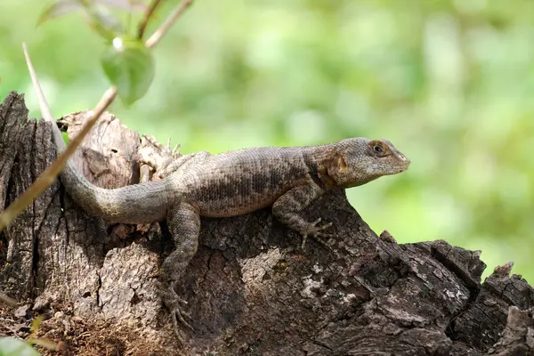 Primer Plano Lagarto Hábitat Concepto Salvajismo —  Fotos de Stock