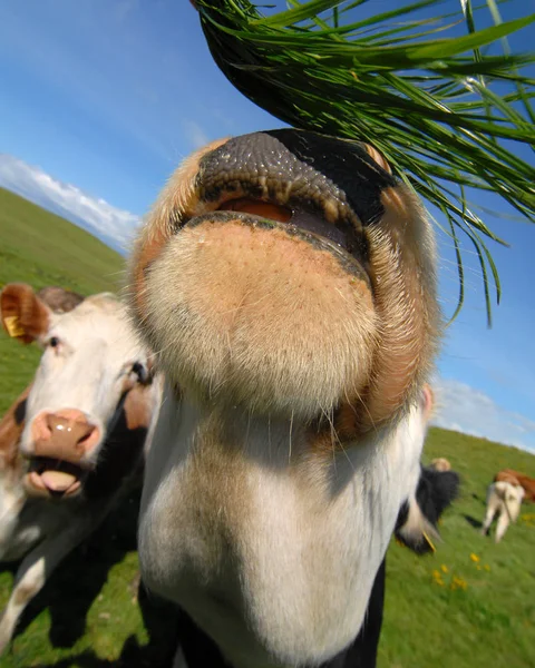 귀여운 젖소의 — 스톡 사진