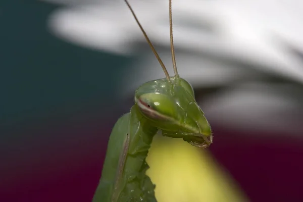 Close Bug Natureza Selvagem — Fotografia de Stock