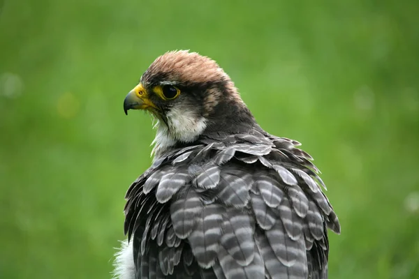Scenic View Beautiful Falcon Nature — Stock Photo, Image