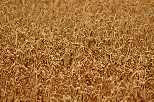 Pole Kukurydzy Rolniczej Grunty Rolne — Zdjęcie stockowe