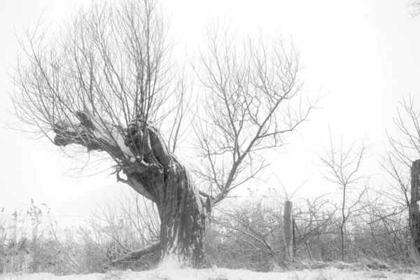 Beautiful View Winter Landscape — Stock Photo, Image