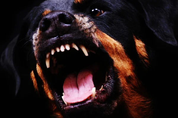 Портрет Чистокровной Собаки Черном Фоне — стоковое фото