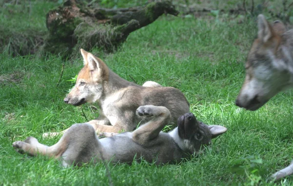 Großaufnahme Von Tier Zoo — Stockfoto