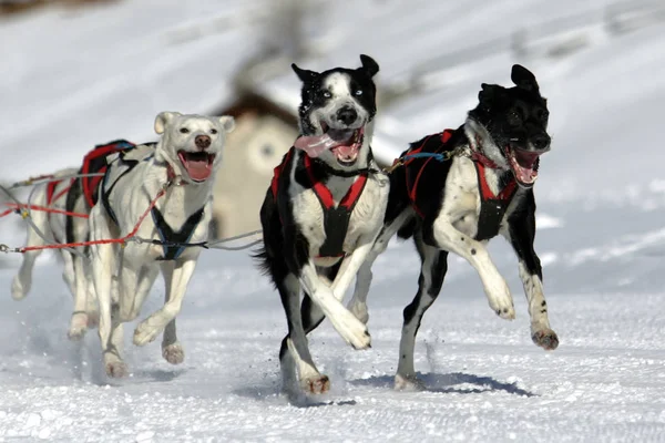 Sleddogteam Leo Enlace Una Sección Sprint Cerca Cortina Ampezzo —  Fotos de Stock