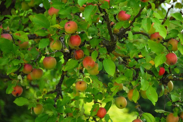 Färska Mogna Äpplen Hälsosam Mat — Stockfoto