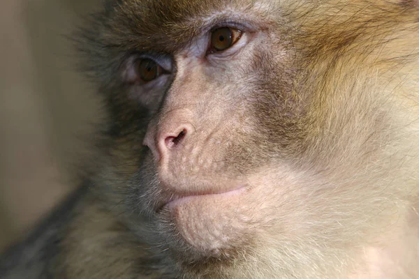 Scimmia Scimmia Animale Primate — Foto Stock