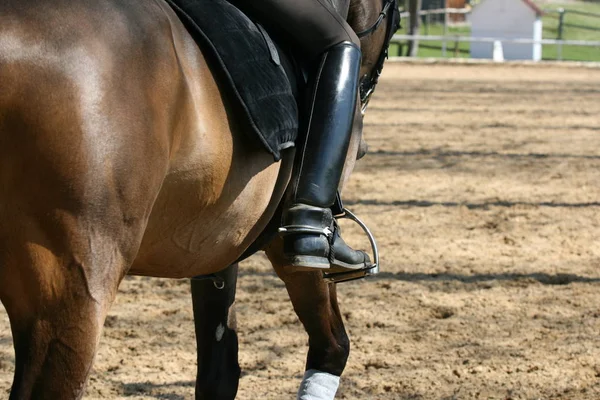 Cavalo Com Botas Equitação — Fotografia de Stock