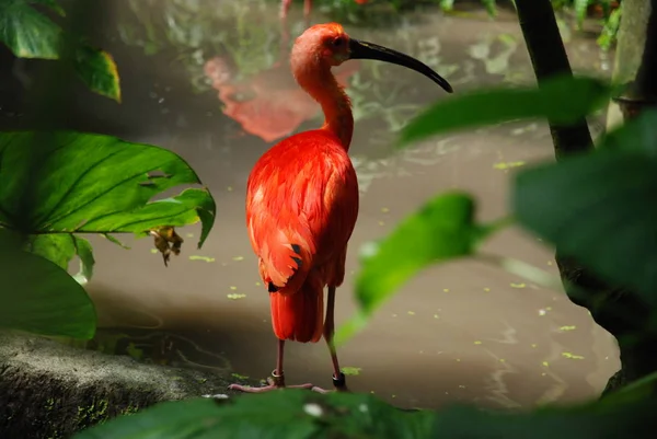 Red Dream Tropical Water — Stock Photo, Image