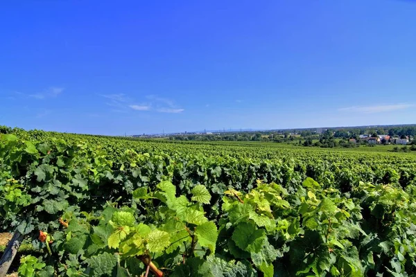 Landbouw Wijngaarden Landschapsflora Folaige — Stockfoto