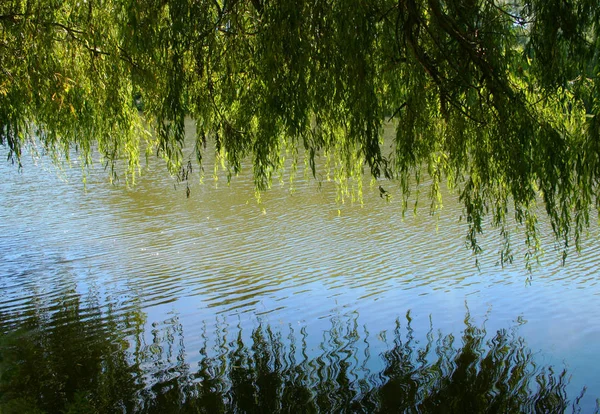 Прекрасне Озеро Літній Час — стокове фото