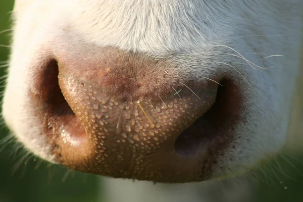 Cows Natural Landscape Selective Focus — Stock Photo, Image