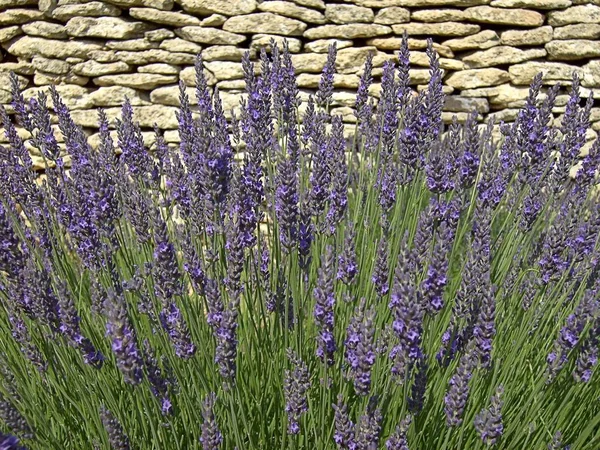 Flores Lavanda Violeta Roxo Flores Provence — Fotografia de Stock