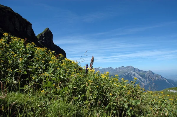 スイスの山の中で — ストック写真