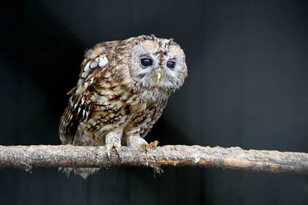 Nahaufnahme Einer Niedlichen Eule Wilder Natur — Stockfoto