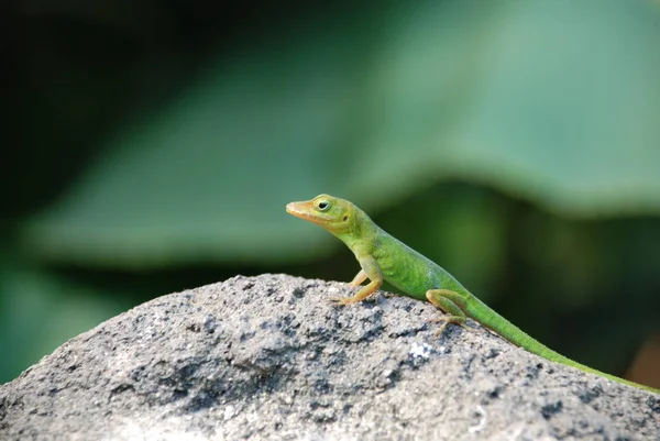 Lagarto Vida Silvestre Reptil —  Fotos de Stock