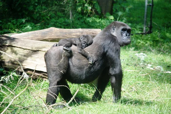 Primatentier Gorilla Affe Affe — Stockfoto