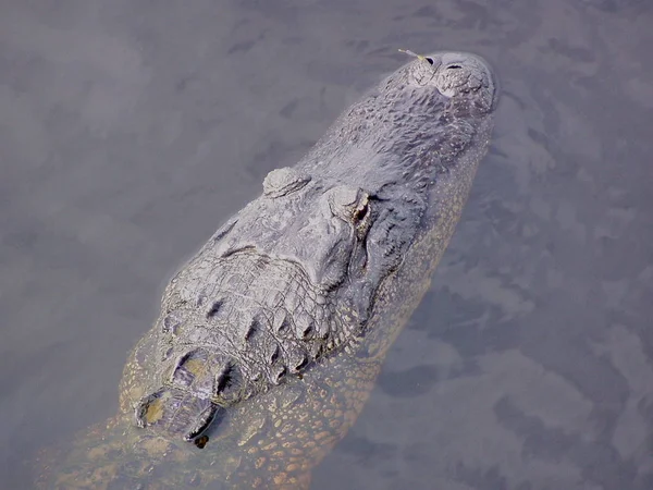 Crocodilo Jacaré Carnívoro Animal — Fotografia de Stock