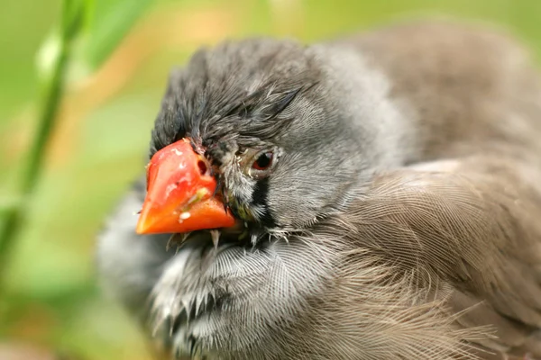 Vacker Utsikt Över Vacker Fågel Naturen — Stockfoto